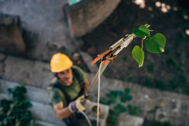 Best Tree Risk Assessment  in Hawaiian Acres, HI